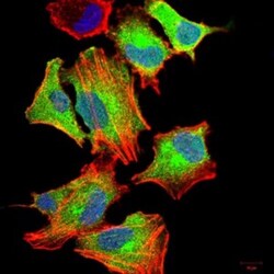 G-CSF Antibody (8G5F7) - BSA Free, Novus Biologicals 0.1mg; Unlabeled:Antibodies,