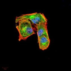 G-CSF Antibody (8G5F7) - BSA Free, Novus Biologicals 0.1mg; Unlabeled:Antibodies,