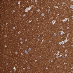 G Protein alpha z Antibody, Novus Biologicals 0.1mL; Unlabeled:Antibodies,