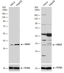 G Protein alpha z Antibody, Novus Biologicals 0.1mg; Unlabeled:Antibodies,