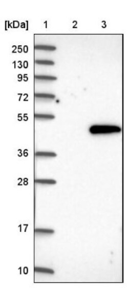 G Protein alpha z Antibody, Novus Biologicals 0.1mL; Unlabeled:Antibodies,