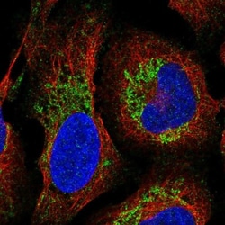 G gamma12 Antibody, Novus Biologicals 0.1mL; Unlabeled:Antibodies, Polyclonal