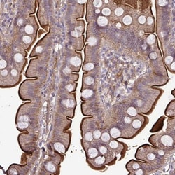 G gamma12 Antibody, Novus Biologicals 0.1mL; Unlabeled:Antibodies, Polyclonal