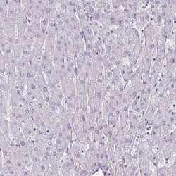 G gamma12 Antibody, Novus Biologicals 0.1mL; Unlabeled:Antibodies, Polyclonal