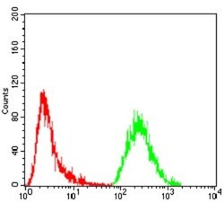 G protein alpha Antibody (2A2B7) - BSA Free, Novus Biologicals:Antibodies:Primary