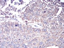 G protein alpha Antibody (2A2B7) - BSA Free, Novus Biologicals:Antibodies:Primary