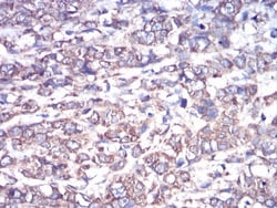 G protein alpha Antibody (2A2B7) - BSA Free, Novus Biologicals:Antibodies:Primary
