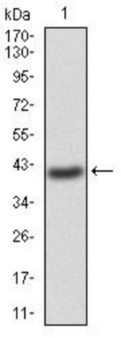 G protein alpha Antibody (2A2B7) - BSA Free, Novus Biologicals:Antibodies:Primary