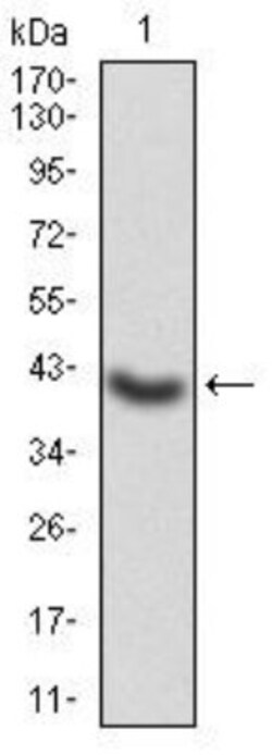 G protein alpha Antibody (7G6G5) - BSA Free, Novus Biologicals:Antibodies:Primary