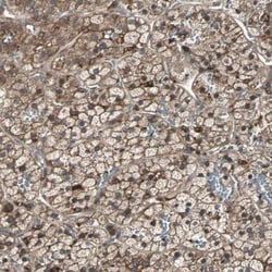 G protein alpha Inhibitor 2 Antibody, Novus Biologicals:Antibodies:Primary