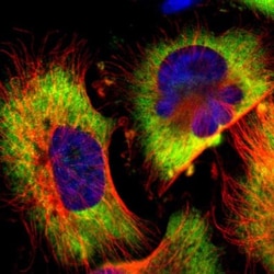 G3BP1 Antibody, Novus Biologicals:Antibodies:Primary Antibodies