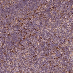 G3BP1 Antibody, Novus Biologicals:Antibodies:Primary Antibodies