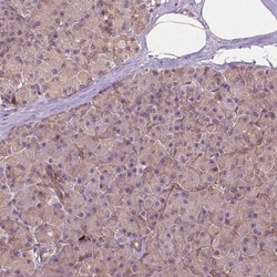 G3BP1 Antibody, Novus Biologicals:Antibodies:Primary Antibodies