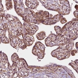 G3BP1 Antibody, Novus Biologicals:Antibodies:Primary Antibodies