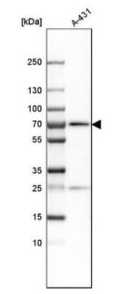 G3BP1 Antibody, Novus Biologicals:Antibodies:Primary Antibodies