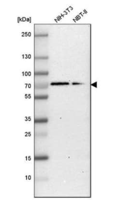G3BP1 Antibody, Novus Biologicals:Antibodies:Primary Antibodies
