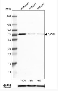 G3BP1 Antibody, Novus Biologicals:Antibodies:Primary Antibodies