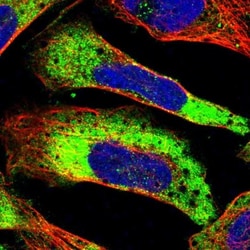 G3BP2 Antibody, Novus Biologicals:Antibodies:Primary Antibodies
