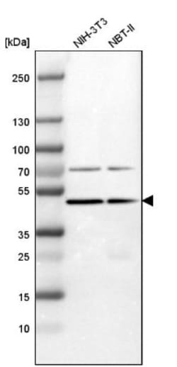 G3BP2 Antibody, Novus Biologicals:Antibodies:Primary Antibodies