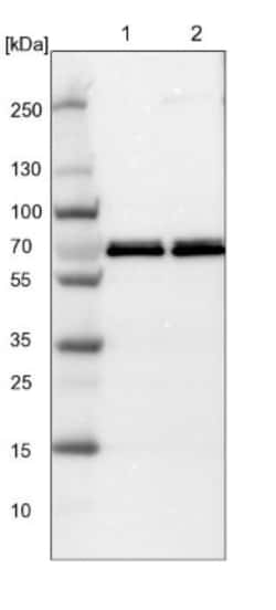 G3BP2 Antibody, Novus Biologicals:Antibodies:Primary Antibodies