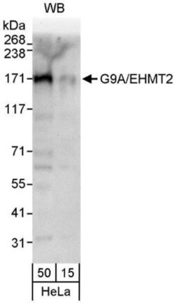 G9a/EHMT2 Antibody, Novus Biologicals 0.1mg; Unlabeled:Antibodies, Polyclonal