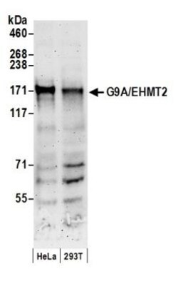 G9a/EHMT2 Antibody, Novus Biologicals 0.1mg; Unlabeled:Antibodies, Polyclonal