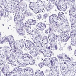 GABA-AR alpha 1 Antibody, Novus Biologicals 0.1mL; Unlabeled:Antibodies,
