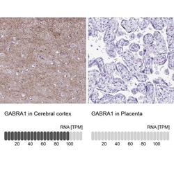 GABA-AR alpha 1 Antibody, Novus Biologicals 0.1mL; Unlabeled:Antibodies,