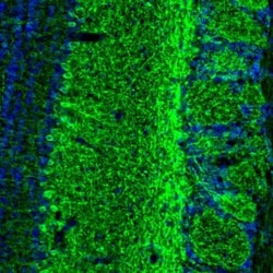 GABA-AR alpha 3 Antibody, Novus Biologicals 0.1mL; Unlabeled:Antibodies,