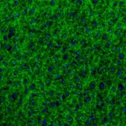 GABA-AR alpha 3 Antibody, Novus Biologicals 0.1mL; Unlabeled:Antibodies,