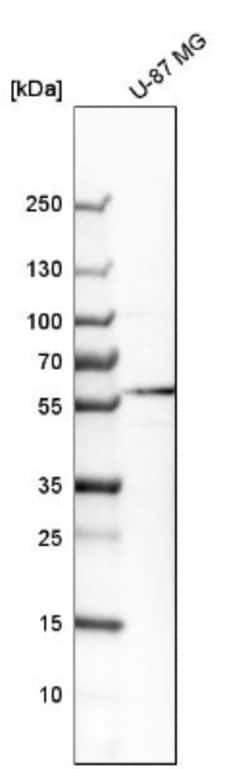 GABA-AR alpha 3 Antibody, Novus Biologicals 0.1mL; Unlabeled:Antibodies,