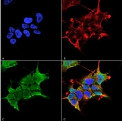 GABA-AR alpha 4 Antibody (S398A-34), Novus Biologicals:Antibodies:Primary