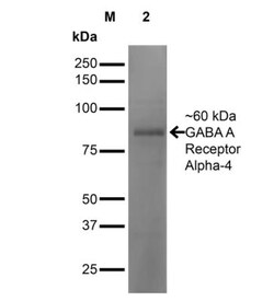 GABA-AR alpha 4 Antibody (S398A-34), Novus Biologicals:Antibodies:Primary