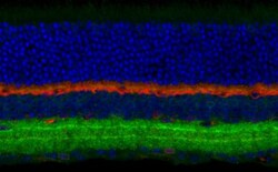 GABA-A R beta 3 Antibody, Novus Biologicals 0.02mL:Antibodies, Polyclonal