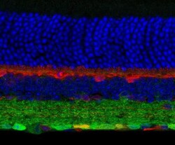 GABA-A R gamma 2 Antibody, Novus Biologicals 0.1mL; Unlabeled:Antibodies,