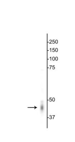 GABA-A R gamma 2 Antibody, Novus Biologicals 0.1mL; Unlabeled:Antibodies,