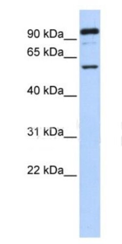 GABA-A R rho 1 Antibody, Novus Biologicals 0.05mg; Unlabeled:Antibodies,