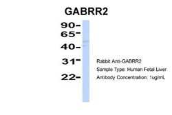 GABA-A R rho 2 Antibody, Novus Biologicals 0.05mg; Unlabeled:Antibodies,