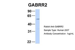 GABA-A R rho 2 Antibody, Novus Biologicals 0.05mg; Unlabeled:Antibodies,