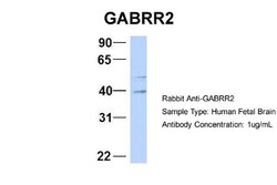 GABA-A R rho 2 Antibody, Novus Biologicals 0.05mg; Unlabeled:Antibodies,