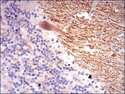 GABA-B R2 Antibody (5G7F7) - BSA Free, Novus Biologicals:Antibodies:Primary