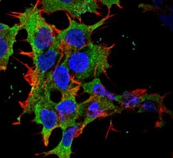 GABA-B R2 Antibody (S81-2), Novus Biologicals 100&mu;g; Unlabeled:Antibodies,