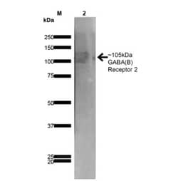 GABA-B R2 Antibody (S81-2), Novus Biologicals 100&mu;g; Unlabeled:Antibodies,