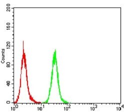 GAD2/GAD65 Antibody (5D9G12) - BSA Free, Novus Biologicals 0.1mg; Unlabeled:Antibodies,