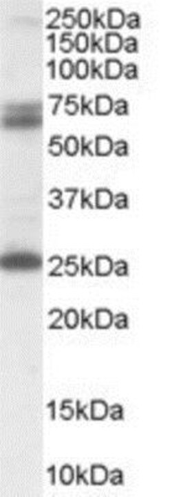 GAD2/GAD65 Antibody, Novus Biologicals 0.1mg; Unlabeled:Antibodies, Polyclonal