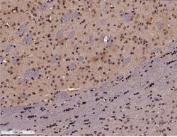 GADD153/CHOP Antibody (9C8), Novus Biologicals 0.1mL; Unlabeled:Antibodies,