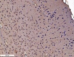 GADD153/CHOP Antibody (9C8), Novus Biologicals 0.1mL; Unlabeled:Antibodies,