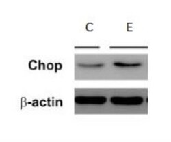 GADD153/CHOP Antibody (9C8), Novus Biologicals 0.1mL; Unlabeled:Antibodies,