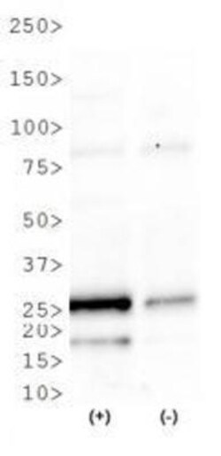 GADD153/CHOP Antibody - BSA Free, Novus Biologicals 0.025mL:Antibodies,