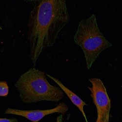 GAP-43 Antibody, Novus Biologicals:Antibodies:Primary Antibodies